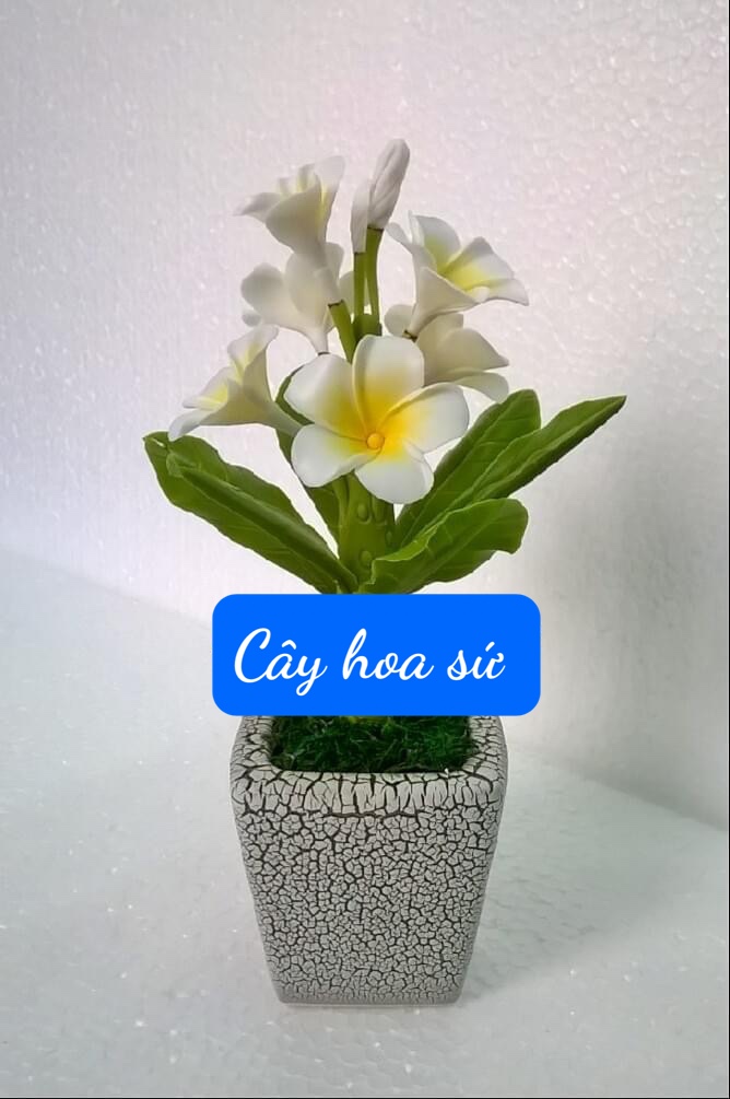 Cây Hoa Sứ