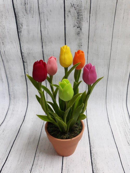Cây Hoa Tulip