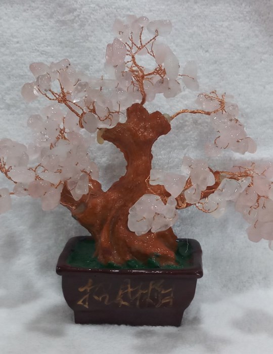 Cây tài lộc đế vuông N