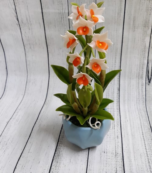 Chậu Lan vanda
