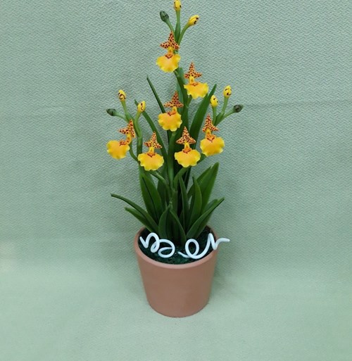 Chậu lan vũ nữ
