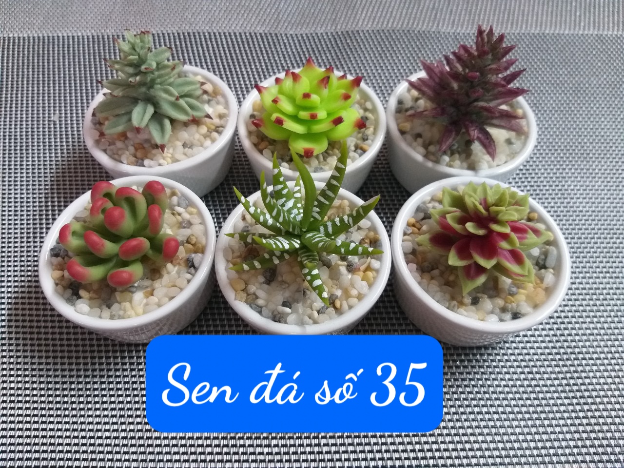 Chậu sen đá 35