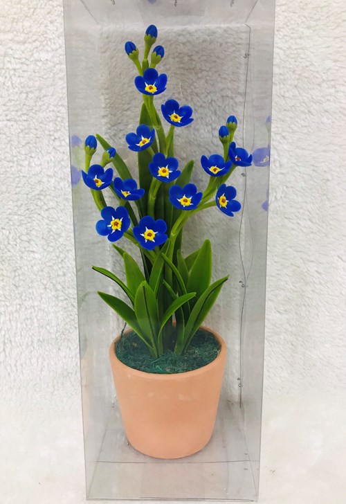 Hoa forget me not
