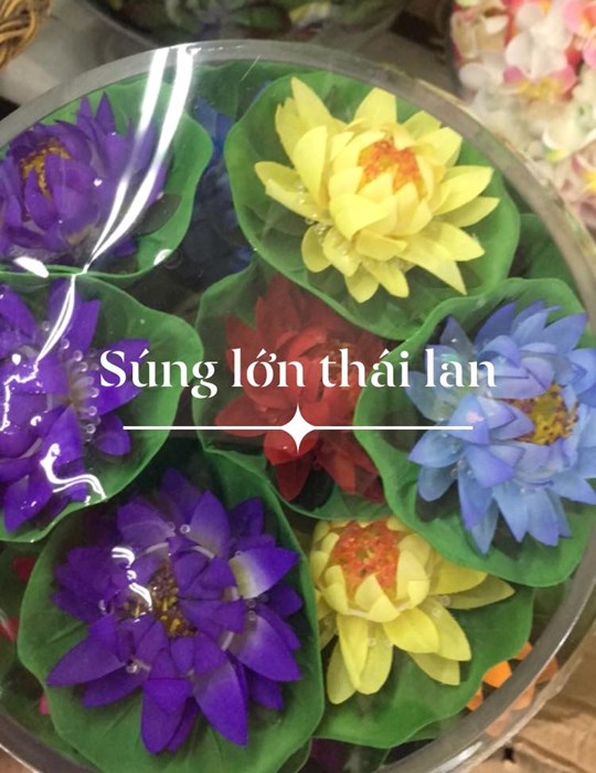 Hoa súng thả nước lớn thái lan