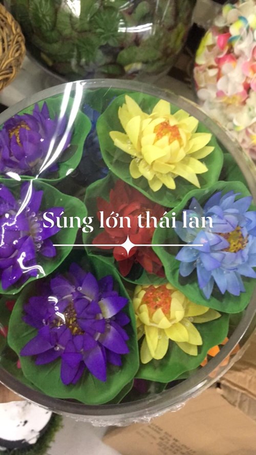 Hoa súng thả nước lớn thái lan