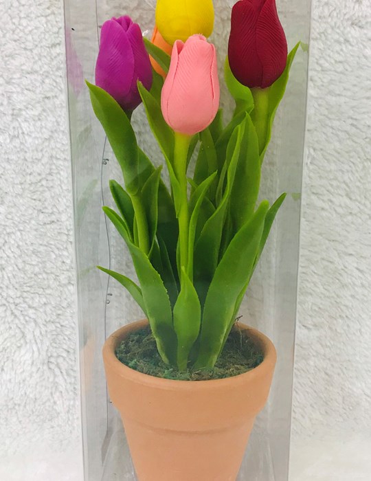 Hoa Tulip