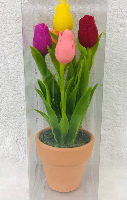 Hoa Tulip