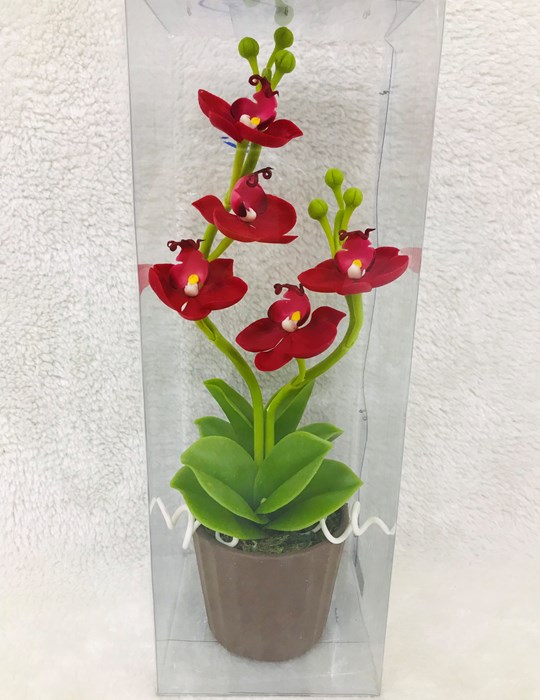 Lan Hồ Điệp Đỏ
