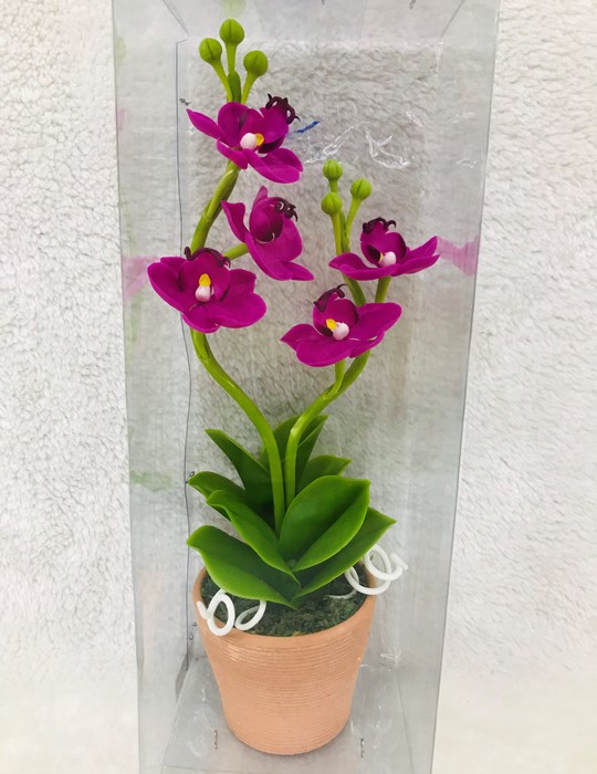 Lan Hồ Điệp tím 2