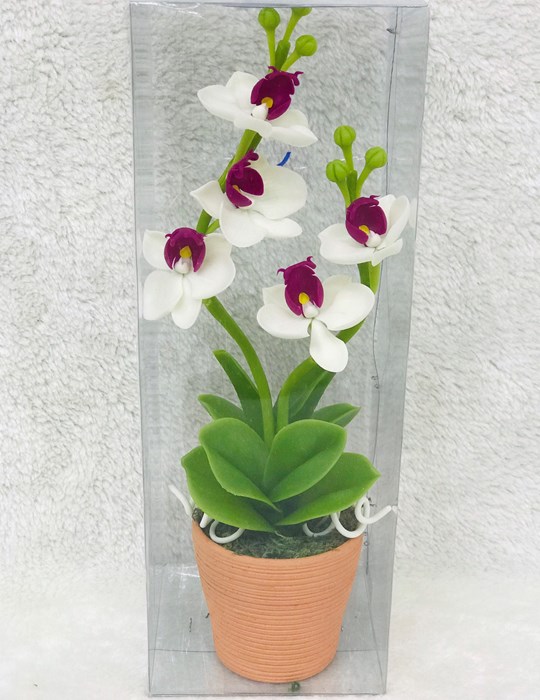 Lan Hồ Điệp Trắng